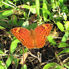 Common Palm Forester (male)