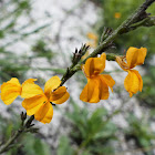 Daisy-leaved Goodenia