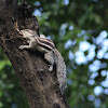 Indian Palm Squirrel