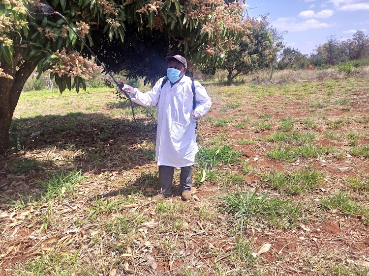 Job Njiru, a beneficiary of the 'Dawa Bora,Mazao Bora' campaign by Market Access Upgrde Project (MARKUP) sprays his crops at their family farm in Rwika, Gachoka area of Mbeere South.