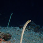 Spotted Garden Eel