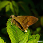 Skipper - Yellow-tipped Flasher