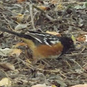 Spotted Towhee