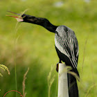 Anhinga (male)