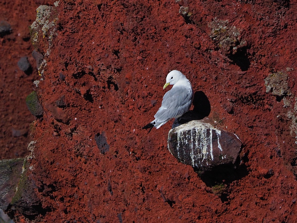 Gaviota tridáctila (Black-legged kittiwake)