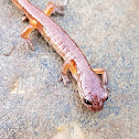 Oregon Ensatina