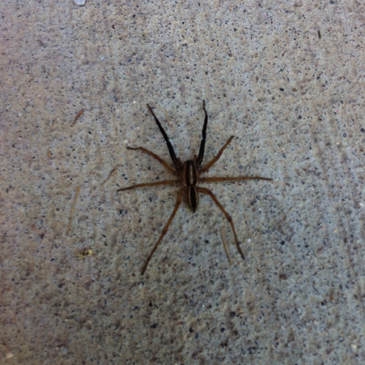 Rabid wolf spider