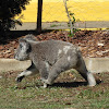 Northern/Queensland Koala