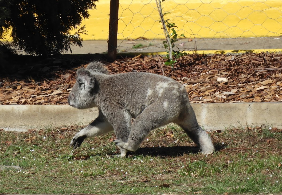 Northern/Queensland Koala