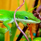 Red-Throated Anole