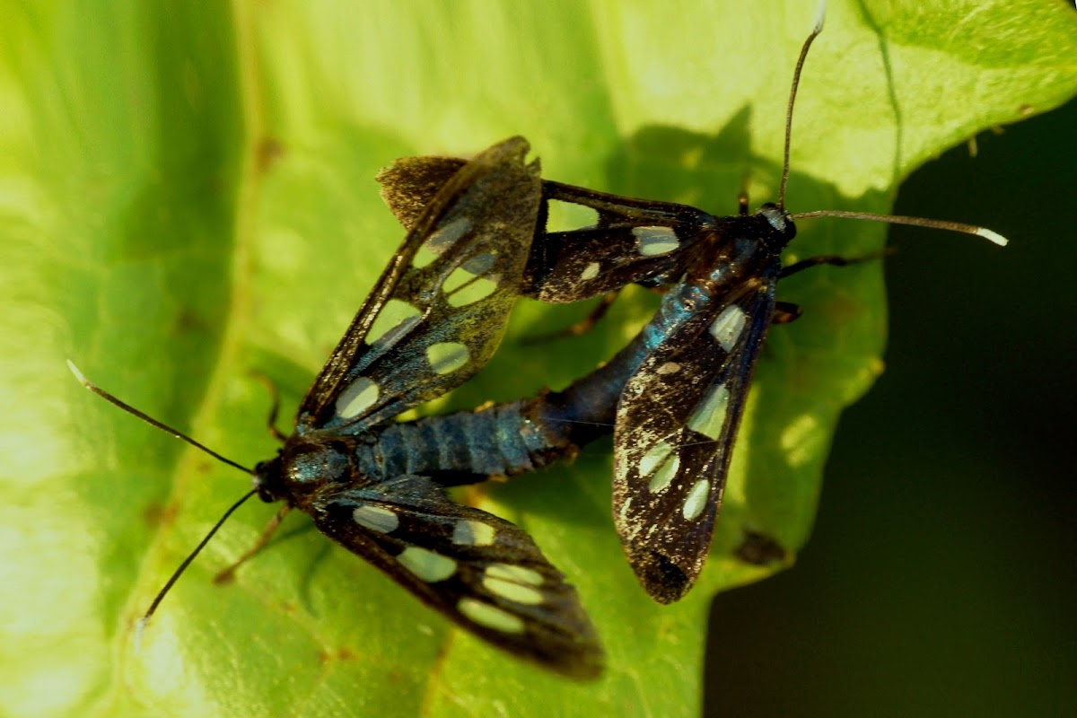 Wasp Moth