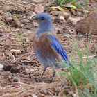 Western Bluebird