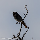 Black Redstart; Colirrojo Tizón