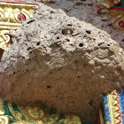 Asian Predatory Wasp Nest