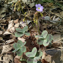 Violet Wood Sorrel