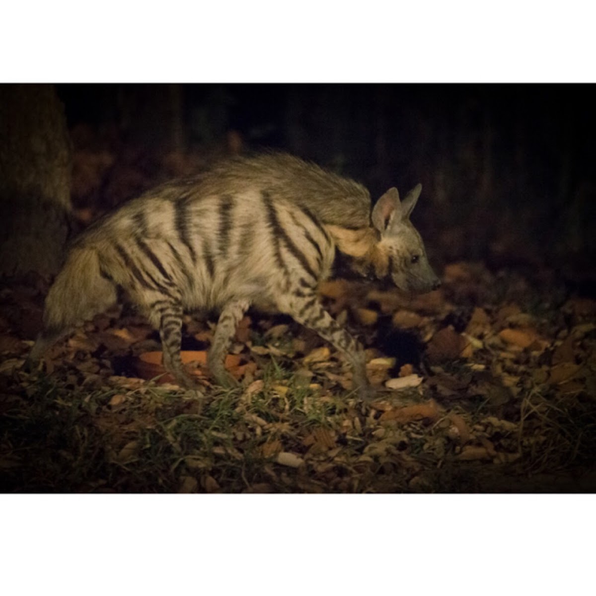 Striped Hyena