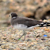 Sooty Gull