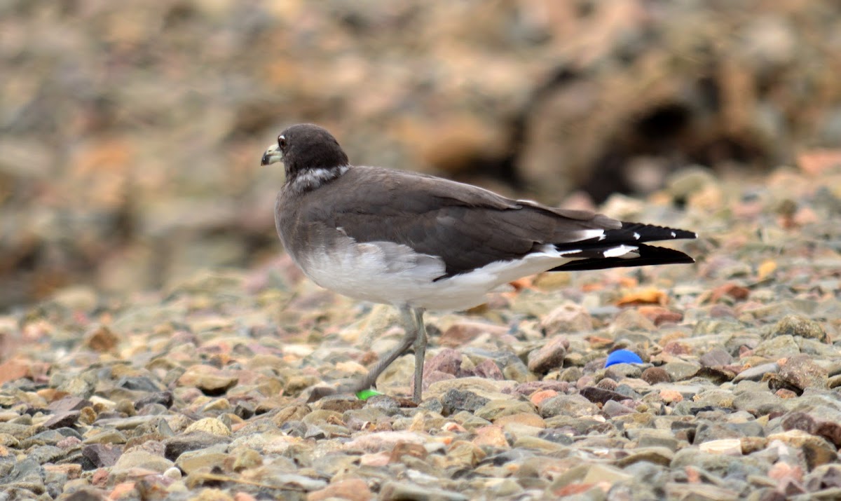 Sooty Gull