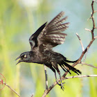 Common Grackle