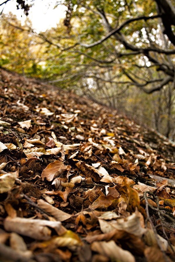 Colori d'Autunno 2 di defluca