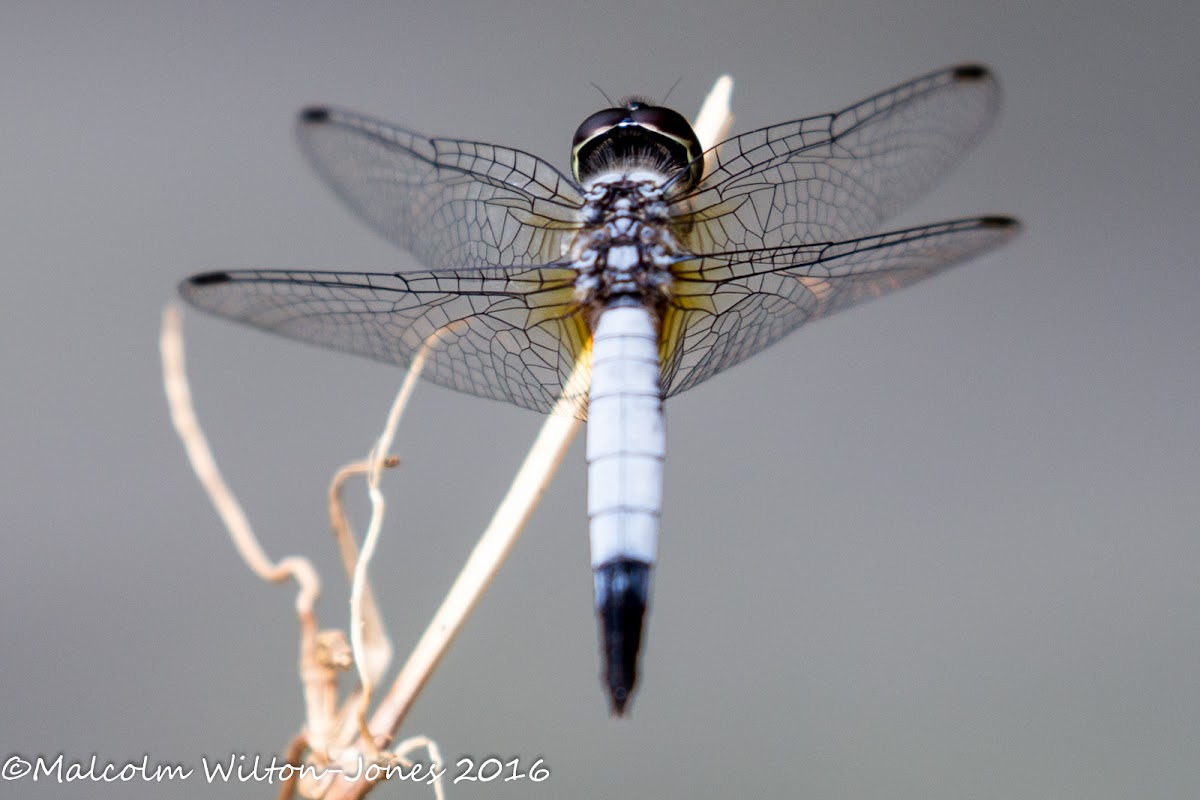 Blue Dasher