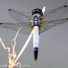 Blue Dasher