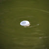 Upside-down jellyfish