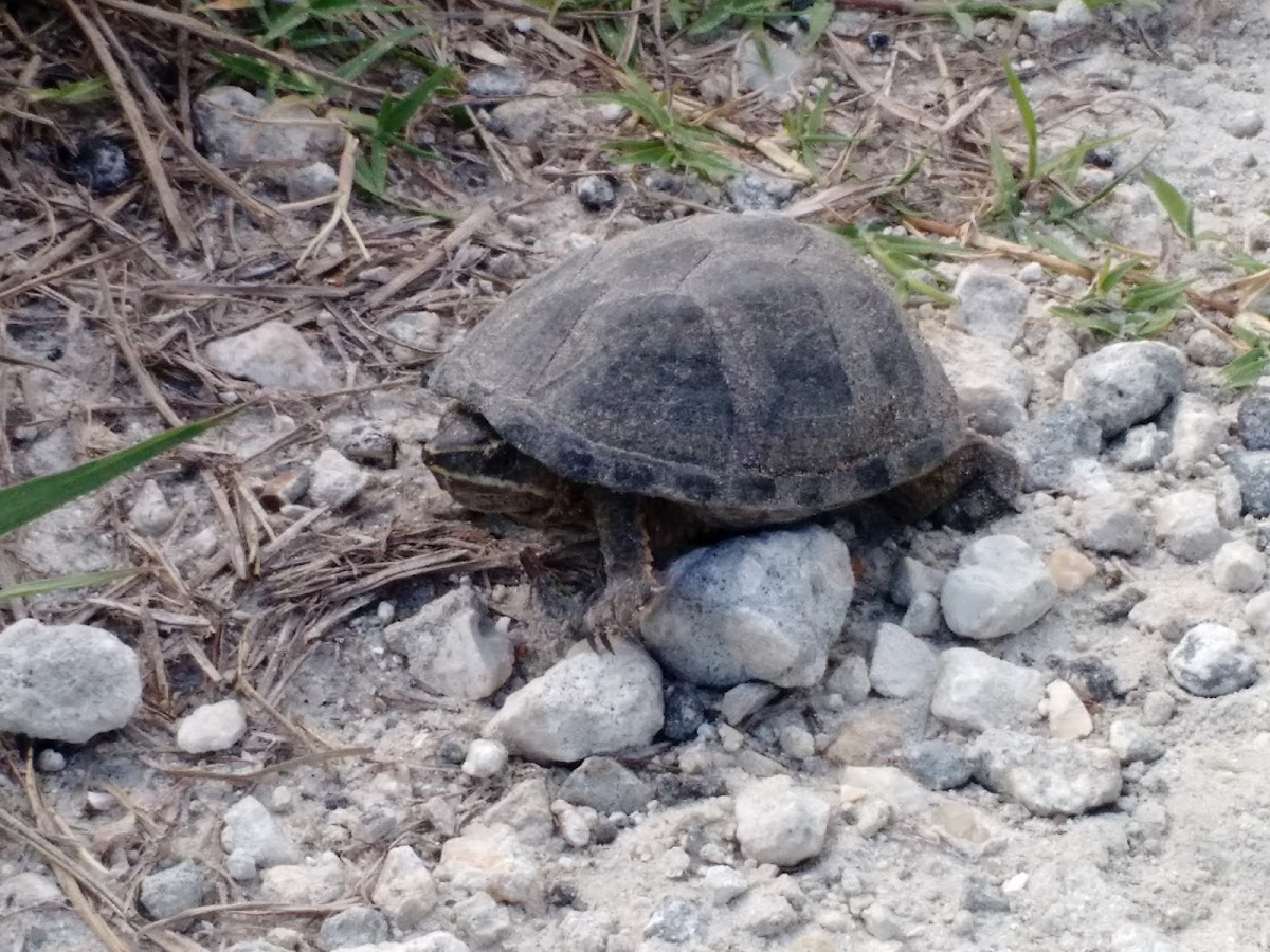 Eastern Musk Turtle