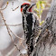 Red-Naped Sapsucker