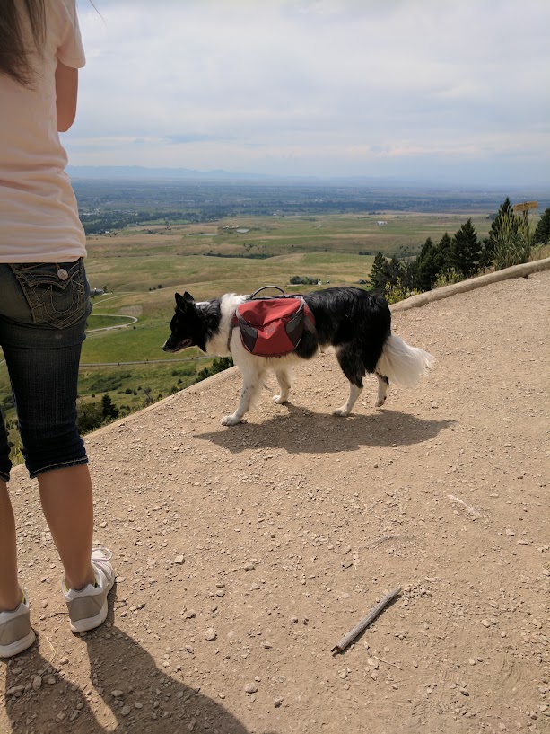 A dog with a backpack