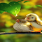 Item logo image for Small birds and dew drops wallpaper