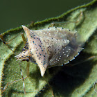 Stink bug