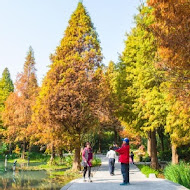 菁芳園 Tenway Garden／花園餐廳／落羽松