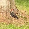 Pileated Woodpecker