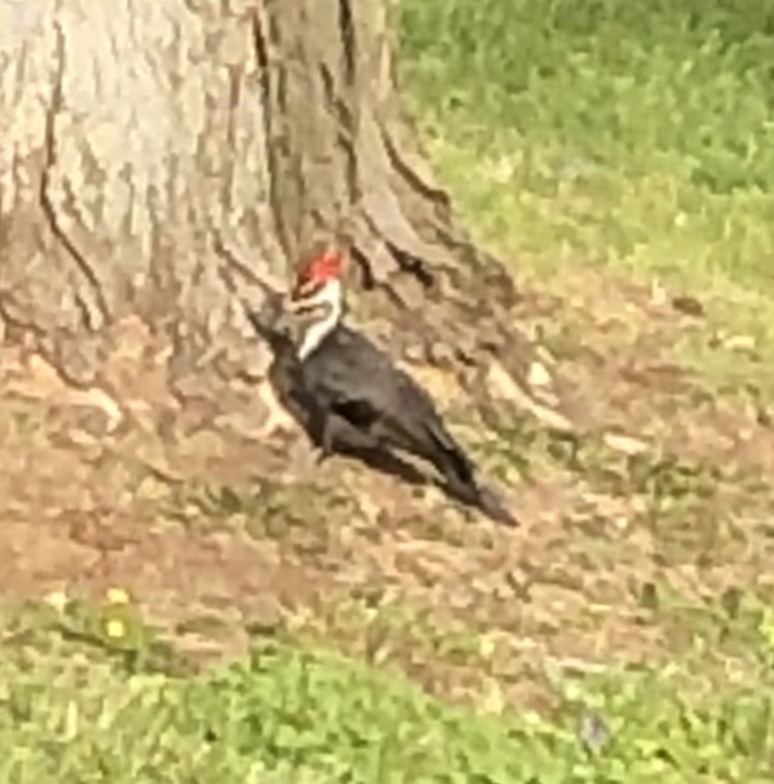 Pileated Woodpecker