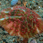 Mushroom Coral