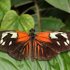 Heliconius butterfly