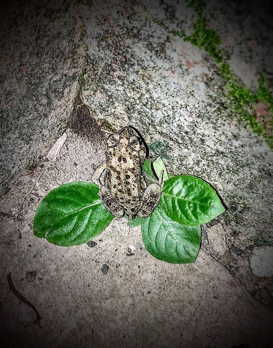 Asian Common Toad