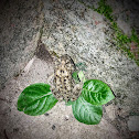 Asian Common Toad