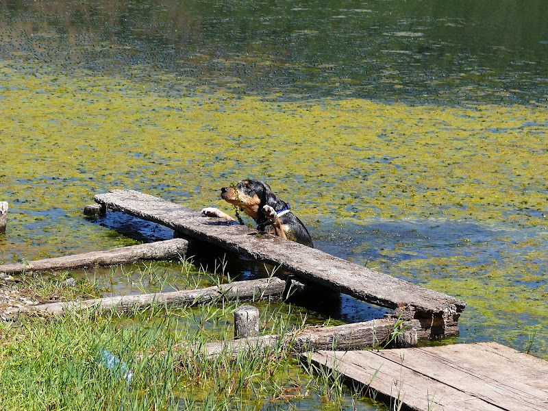 Tuffo nel lago di utente cancellato