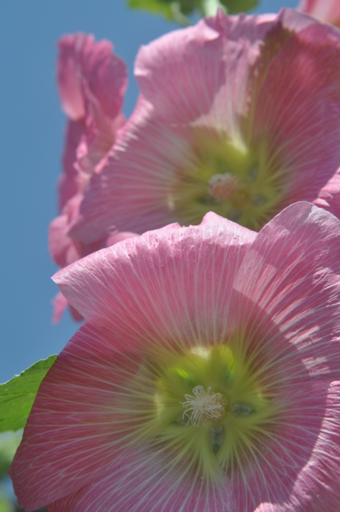 Rosa... come i fiori di Dario Marzanni