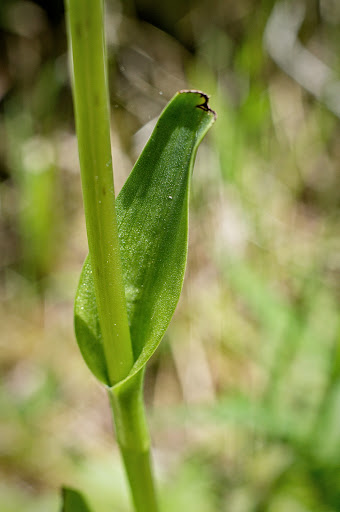 Dactylorhiza elata