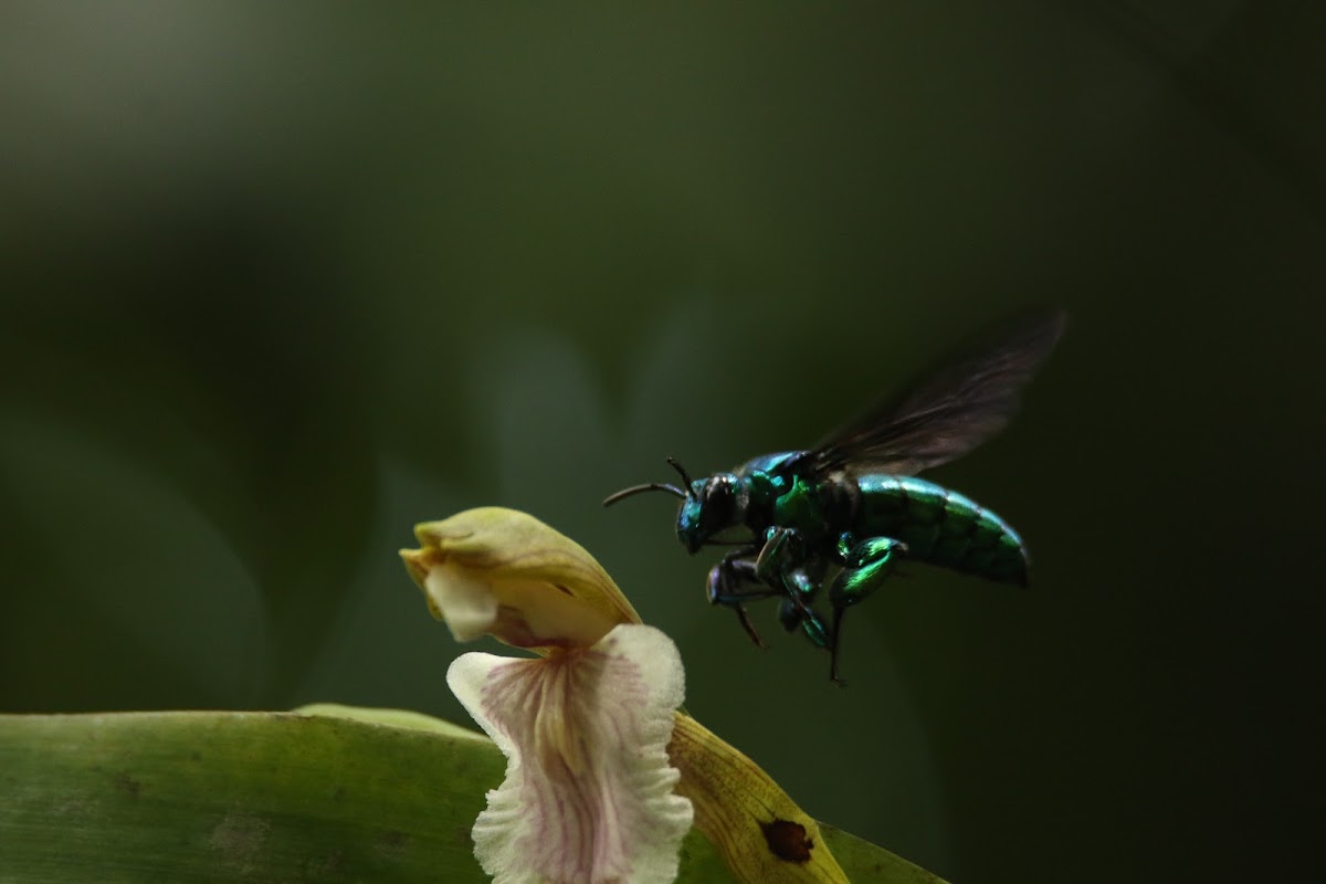 Orchid-Bee