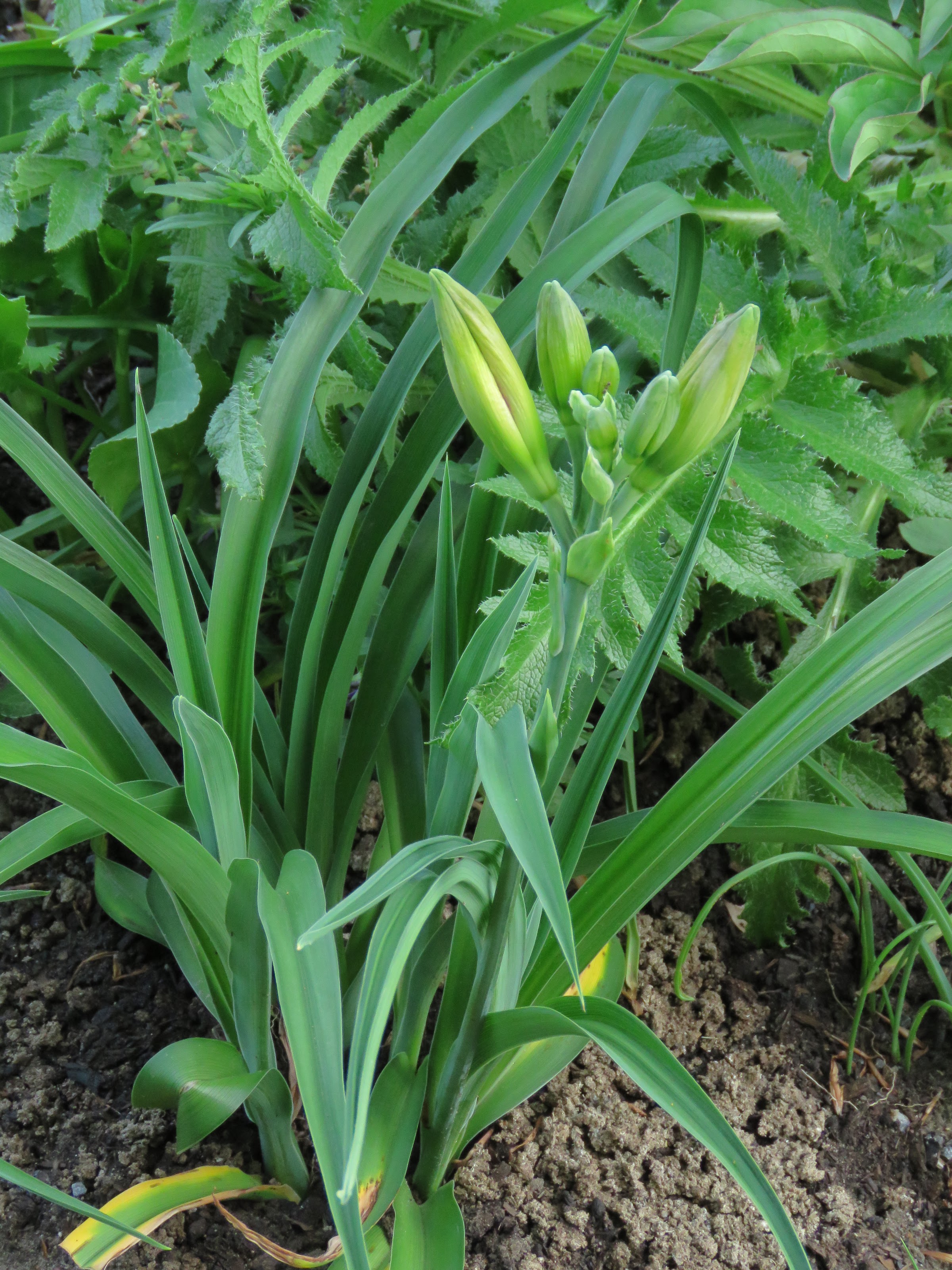 Pendant ce temps, dans le jardin de grigri... - Page 19 L1zEFqJ0_8ZAZ_xIa1Ne64t_0tAmiq-pBEluHmyctzKJE9Ol_BkWpZ49Gv_WAlI0Hl0UGs8LcqHEc3bomLnEo8NseDu2yhpYEFwuUt8GwGjqATBce08bJ0qh9J0fTr5sk5LdauDuXDY=w2400