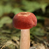 Xanthoconium purpureum