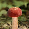 Xanthoconium purpureum