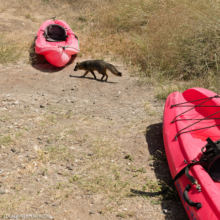 Island Fox on Santa Cruz Islands.