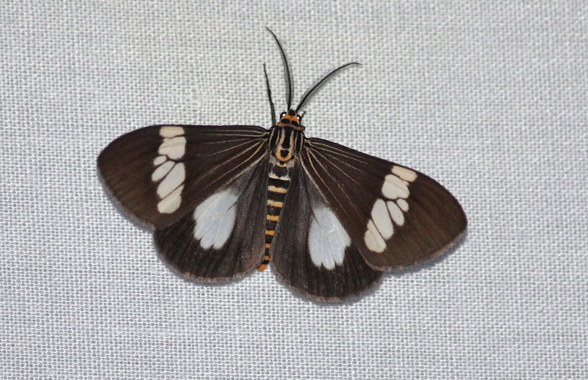 Magpie Moth