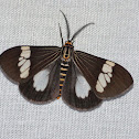 Magpie Moth