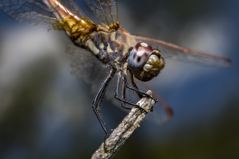 Alien dragonfly di Michele Tambornino